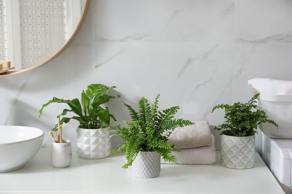 Beautiful green ferns align with the Japandi design style